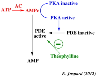 regulation metabolisme AMPc kinase adenylate cyclase theophiline metabolomique matrice coefficient stoechiometrique stoechiometry biochimej