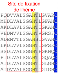 prosite motif pattern sequence consensus logo peroxydase class III peroxidase heme biochimej