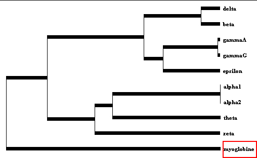 evolution sequence protein phylogenie phylogeny ancetre ancestral tree arbre phylogenetique reconstruction globin hemoglobin duplication speciation homologue orthologue paralogue alignment biochimej