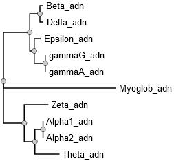 evolution sequence protein structure phylogenie phylogeny ancetre ancestral tree arbre duplication speciation homologue orthologue paralogue phylogenetique reconstruction globin hemoglobin alignment biochimej
