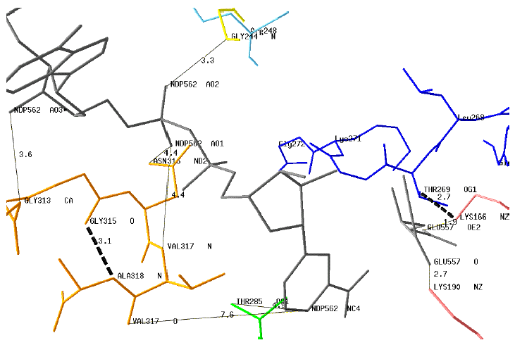 Bioinformatique bioinformatics GDH glutamate deshydrogenase EC 1414 acide amine amino acid metabolism dehydrogenase biochimej