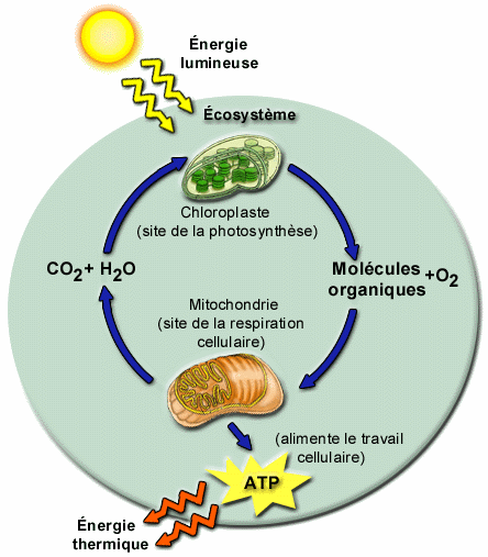 anabolisme catabolisme bioenergetique bioenergetics free enthalpy energy cellular work ATP biochimej