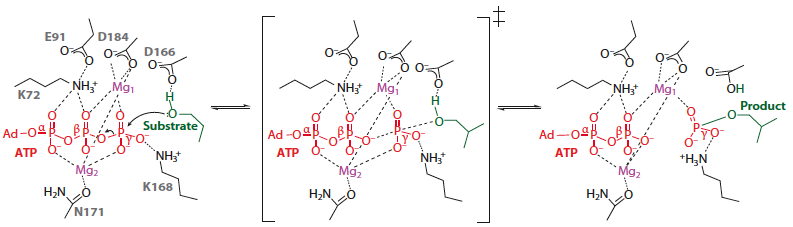 Mecanisme catalytique proteine kinase ATP biochimej