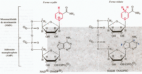 Bioenergetique Oxydo reduction NAD NADP deshydrogenase dehydrogenase biochimej