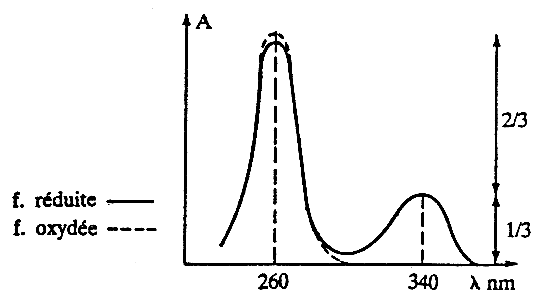 Spectre absorbance Bioenergetique Oxydo reduction NAD NADP deshydrogenase dehydrogenase biochimej