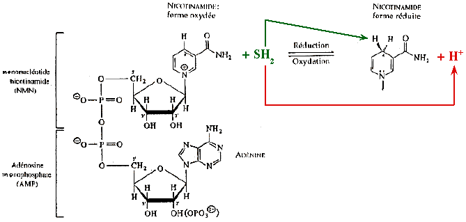 Stereospecificite NAD Deshydrogenase nicotinique nicotinamide biochimej