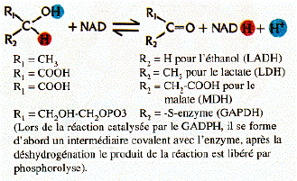 Reconnaissance atome hydrogene Deshydrogenase nicotinique nicotinamide biochimej dehydrogenase