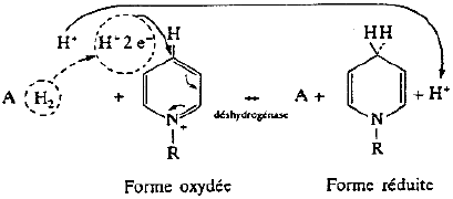 Stereospecificite transfert ion hydrure reaction oxydo-reduction Deshydrogenase nicotinique nicotinamide biochimej dehydrogenase