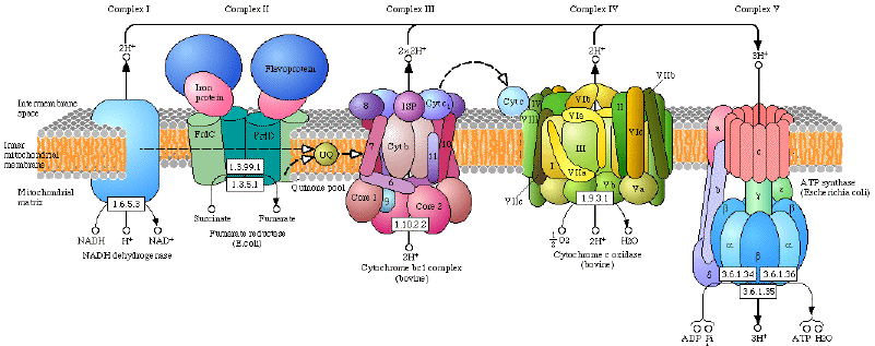 Schema des complexes proteiques de la chaine respiratoire biochimej