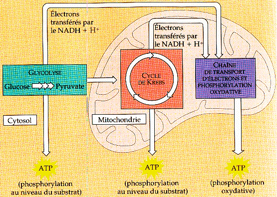 Schema de la respiration cellulaire