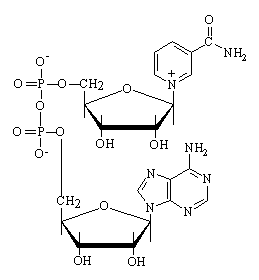 nicotinamide adenine dinucleotide structure