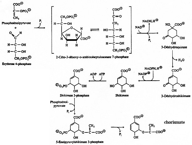 cycle azote metabolisme acide amine uree urea amino acid synthesis degradation ammonia nitrogen assimilation nitrite nitrate reductase urea cycle glutamine cetoglutarate chorismate aromatique biochimej