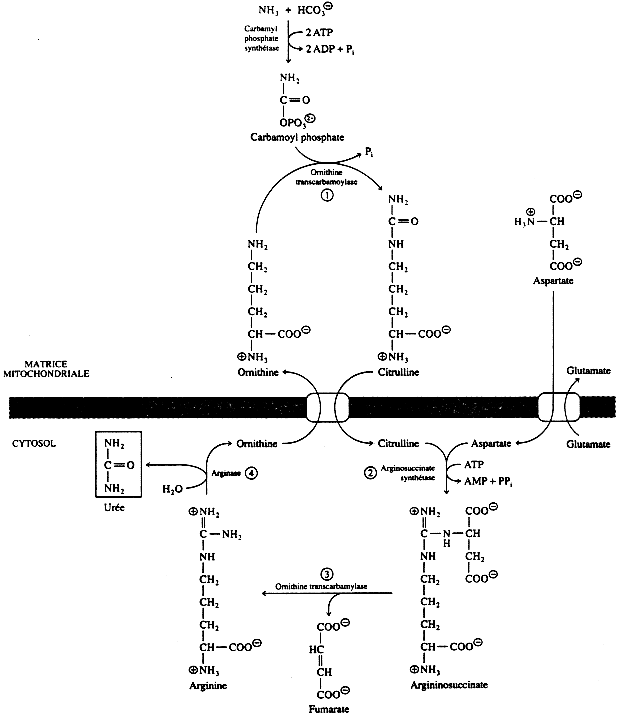 uree urea cycle amino acid arginine glutamine aspartate ornithine Krebs Henseleit synthesis degradation ammonia nitrogen assimilation azote nitrite nitrate reductase glutamine biochimej