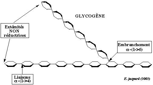 polysaccharide glycogene amidon