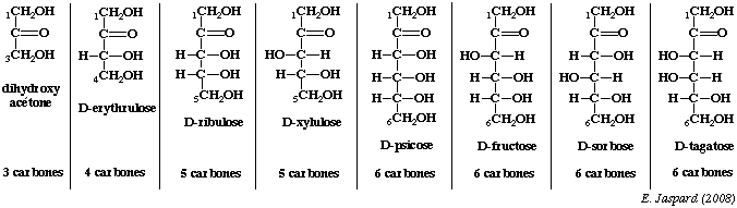 Serie cetohexose glucide ose polysaccharide oside glucose amidon glycogene hemiacetal furanose pyranose ribose saccharose maltose melibiose lactose mucopolysaccharide glycoproteine methylation diholoside haworth heteroside sucre glucose mutarotation biochimej