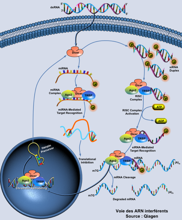 biochimej Voie des ARN interferents RNAi siRNA