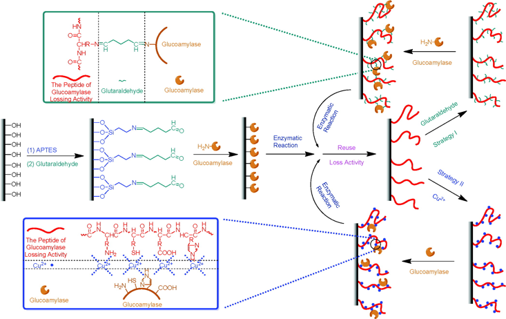 Enzyme immobilise immobilized penicilline amidase CLEA glucoamylase magnetic nanoparticle biochimej