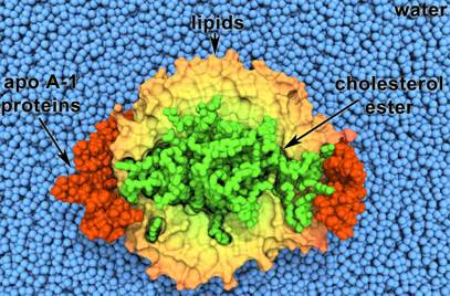 biochimej Structure des lipoproteines HDL