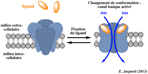 pore canal ionique ionic transport ligand membrane biochimej