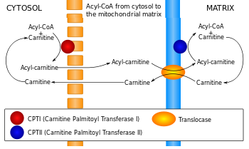 transport acide gras membrane interne mitochondrie coenzyme A biochimej