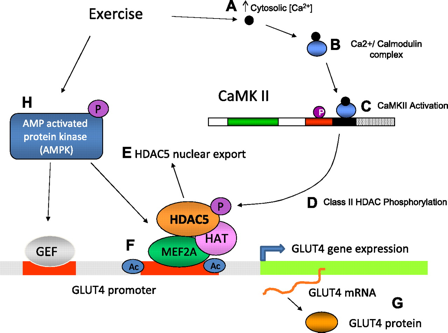 Structure transporteur transport GLUT4 calmoduline kinase biochimej