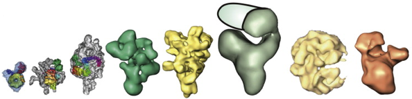 biochimej ARN RNA complexe snRNP splicing spliceosome cryomicroscopie electronique cryoEM snRNP pre-mRNA U2 U6 U12 prp8 exon