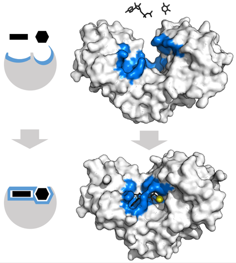 Enzymologie reconnaissance enzyme substrat ajustement induit induced fit Koshland biochimej