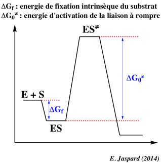specificite site actif fixation enzyme substrat stereochimie enrgie libre enthalpie entropie compexe Michaelis ES biochimej