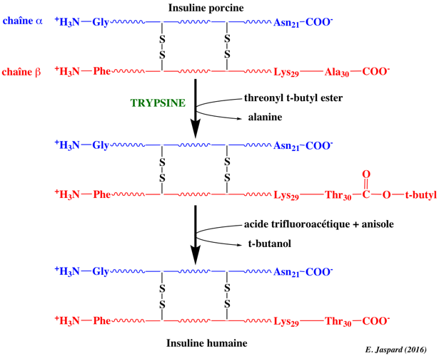 intermediaire tetraedrique catalyse protease serine insulin trypsin biochimej
