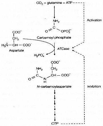 Retro-inhibition de la voie de biosynthese des pyrimidines aspartate transcarbamylase