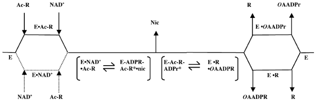 multiple substrate Reaction catalyse sirtuine desacetylation NAD biochimej