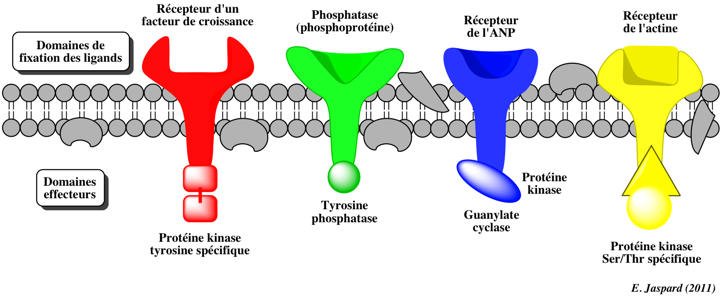 metabolism signalisation signal enzyme phosphorylation recepteur RCPG receptor omique biochimej