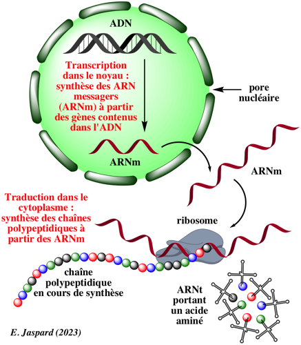 ADN ARN RNA ARNm ARNt amino acide amine gene ribosome transfert transcription traduction synthese protein synthesis biochimej