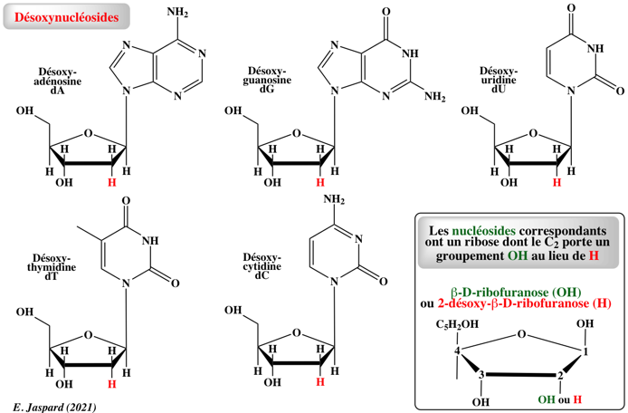 ADN ARN RNA protein gene messenger ribosome transfert transcription traduction nucleoside desoxynucleoside ribofuranose desoxyribofuranose biochimej