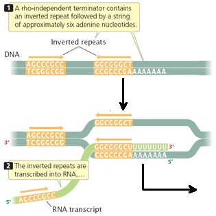ADN ARN RNA protein gene messenger ribosome transfert traduction phase terminaison rho transcription synthese biochimej