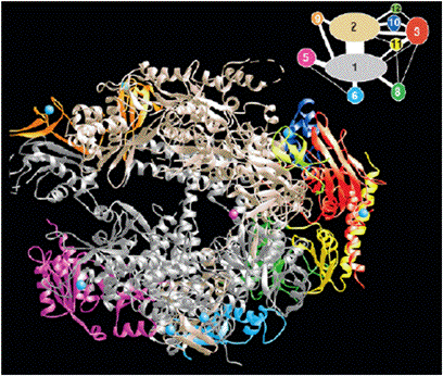 ADN ARN RNA protein gene messenger ribosome transfert transcription traduction polysome ARN polymerase II synthese biochimej