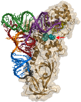 ADN ARN RNA gene messenger ribosome transfert traduction aminoacyl ARNt synthetase synthese protein biochimej