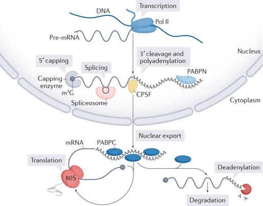 polyA polyadenylation ARNm messager ADN ARN RNA ribosome traduction intron exon coiffe cap protein synthesis biochimej