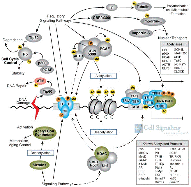 biochimej Influence de l'acetylation et de la desacetylation sur la structure de la chromatine