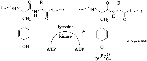 biochimej phosphorylation tyrosine protein kinase biochimej