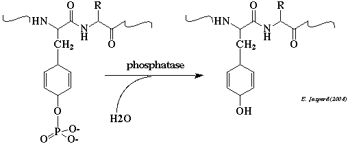 biochimej Reaction protein phosphatase PPP