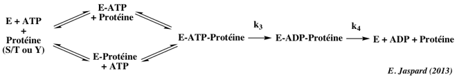 biochimej schema catalytique catalytic scheme protein kinase