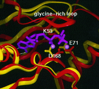 biochimej site fixation ATP magnesium MAP-kinase p38 protein kinase