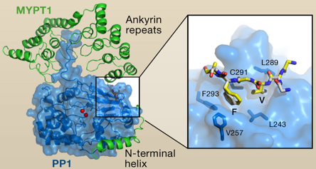 biochimej Site catalytique protein phosphatase PP1