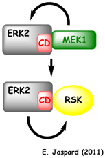 biochimej Regulation MAP kinase domain site empilement docking interaction