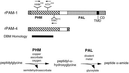 biochimej peptidylglycine alpha-amidating monooxygenase