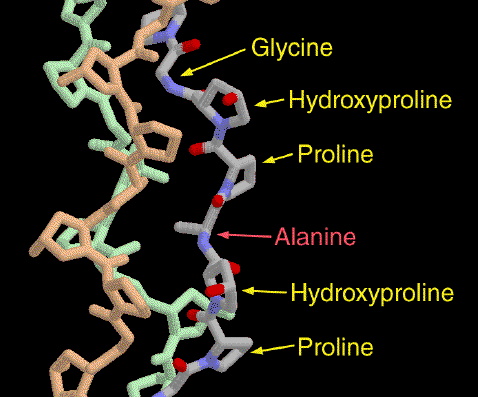Modification post traductionnelle hydroxylation hydroxyproline hydroxylysine collagene helice prolyl-hydroxylase hydroxylase biochimej
