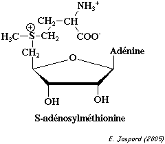 methylation adenosylmethionine adenosylmethionine SAM biochimej