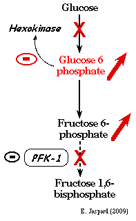 glycolyse inhibition hexokinase biochimej