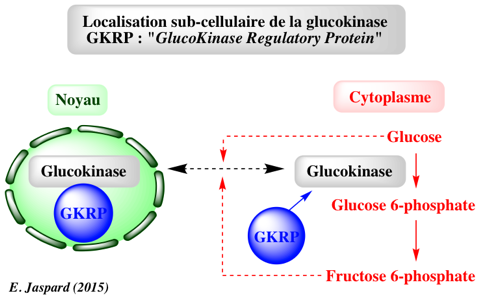 GKRP noyau nucleus glycolyse neoglucogenese neoglucogenesis regulation hexokinase glucokinase glucose phosphatase biochimej